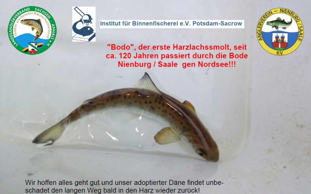 Erster Harz Lachs Smolt in Nienburg Saale